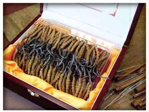 银川冬虫夏草回收